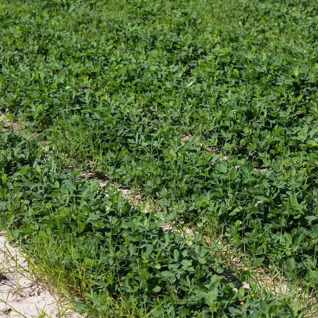 thumbnail for publication: Controlled-Release Potassium Fertilization in Peanut Production in Florida